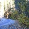 Motorcycle Road ca-245--woodlake- photo